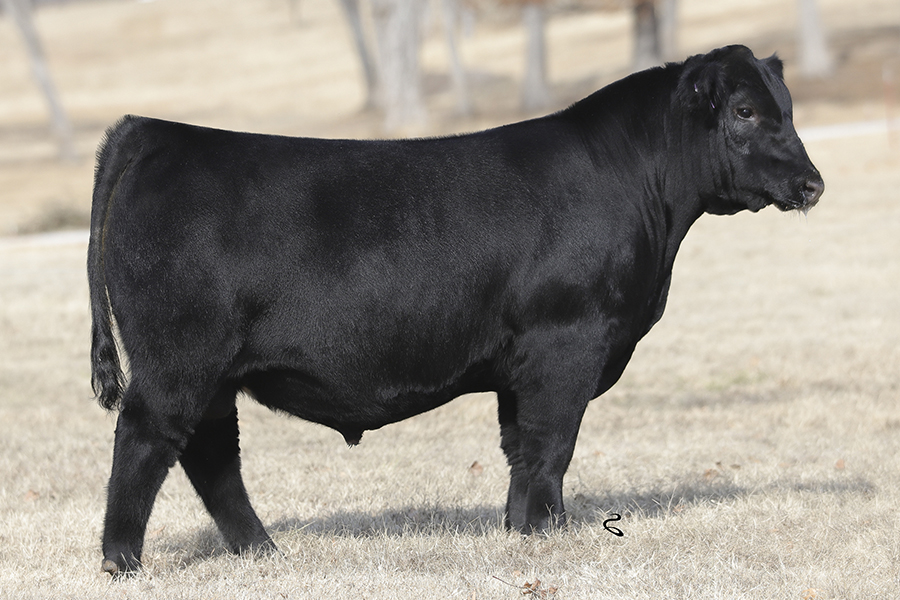 tag905-bull