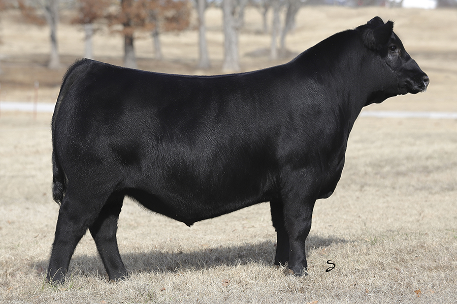 tag96-bull