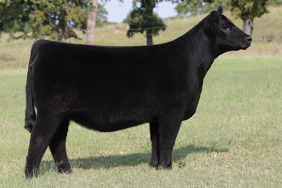 lot6