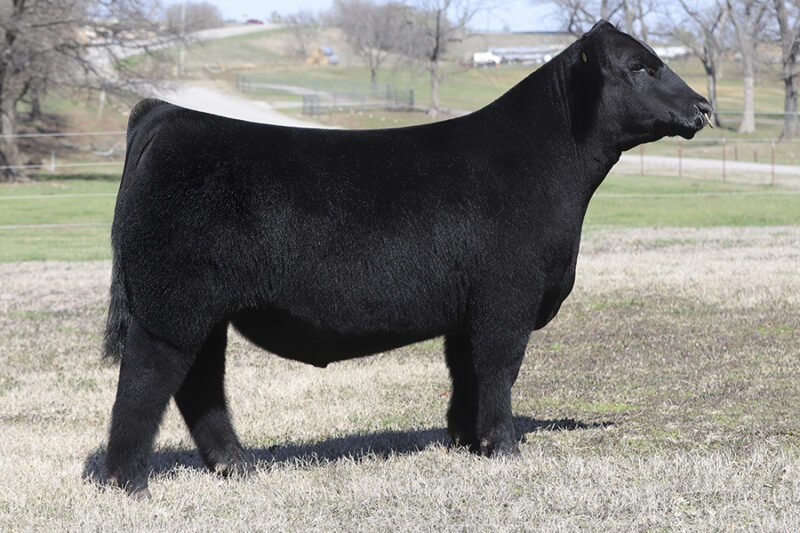 2023 Spring Production Sale Conley Cattle